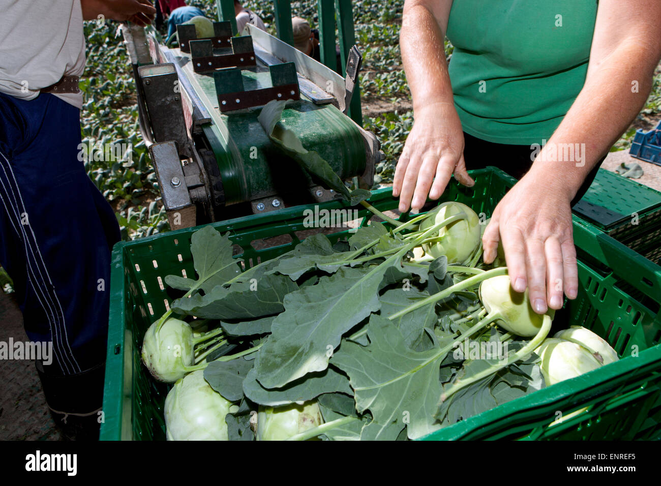 Kohlrabi récolte agriculteur République tchèque Banque D'Images