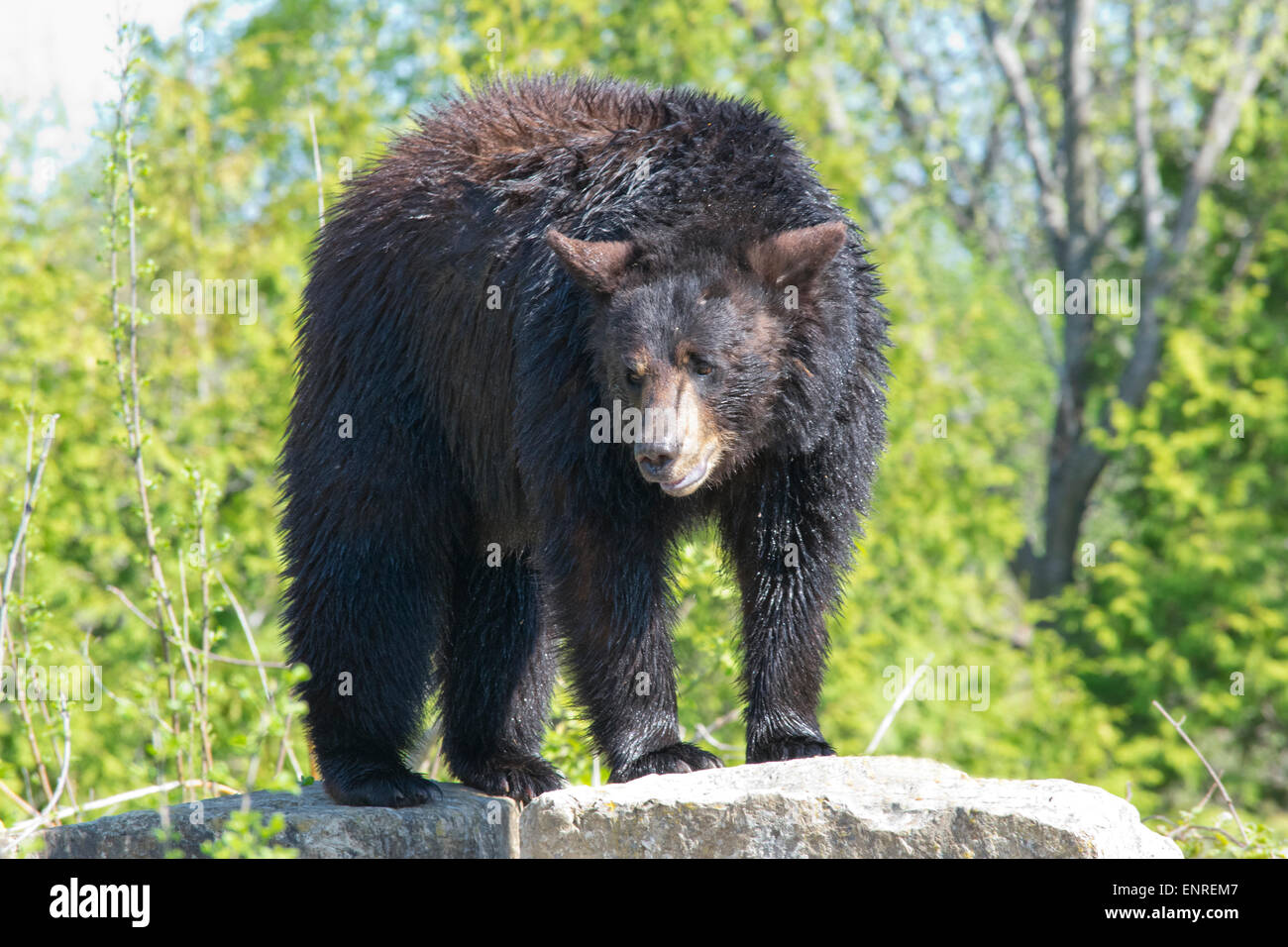 Un ours noir américain Banque D'Images