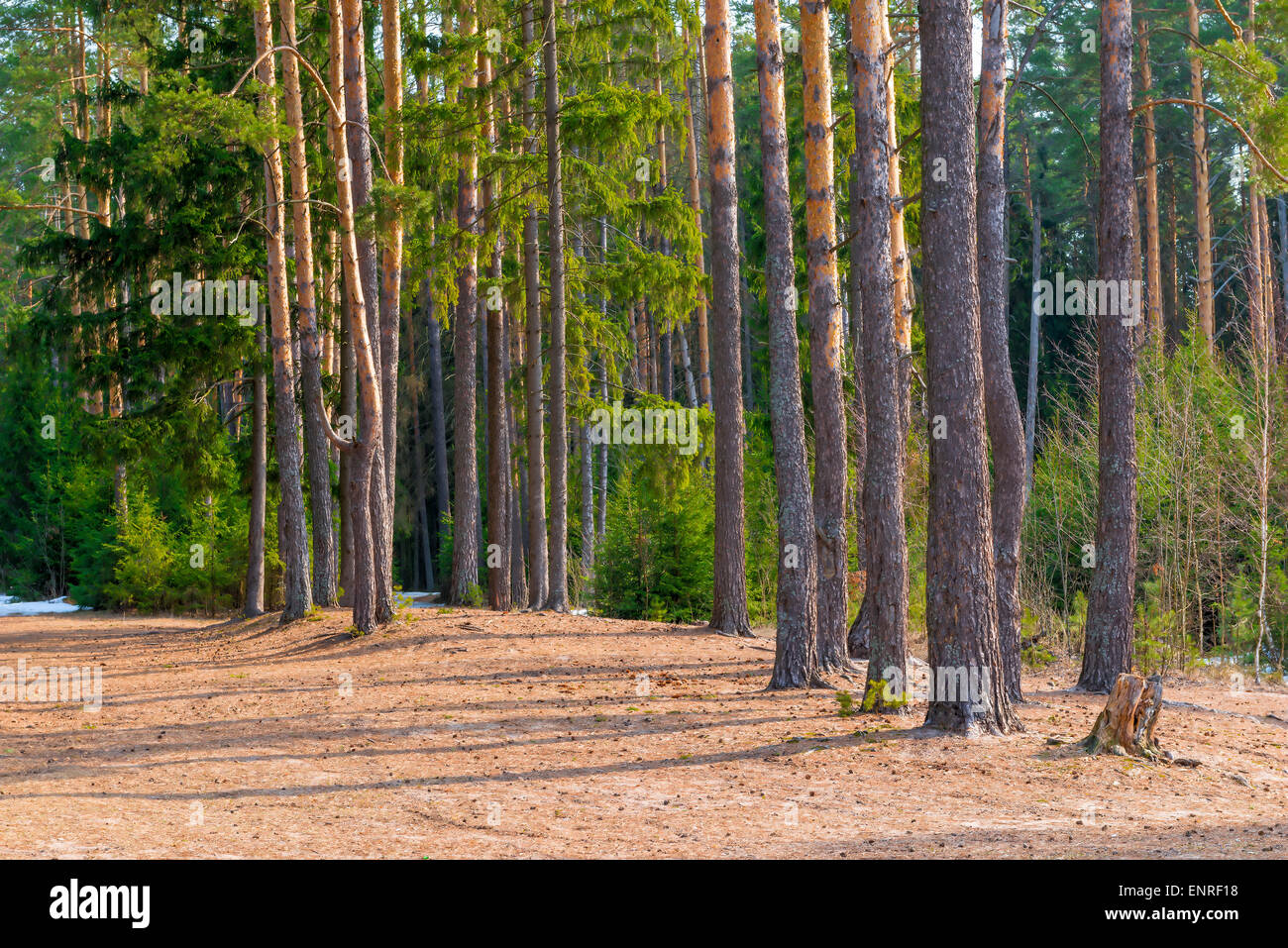 Sun-réchauffé Forest Glade, photo de paysage printemps Banque D'Images