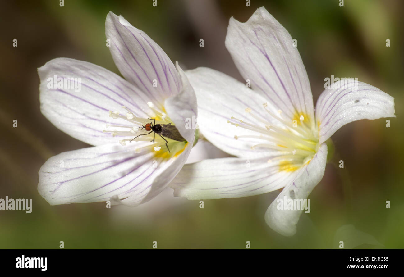 Les fleurs au printemps Banque D'Images