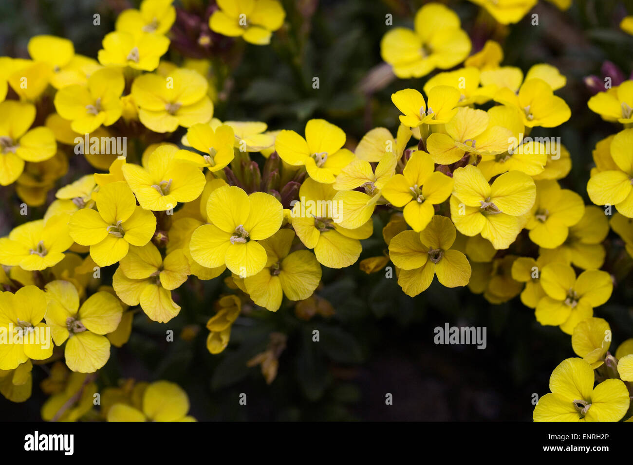 L'Erysimum 'Moonlight' croissant sur une rocaille. Banque D'Images