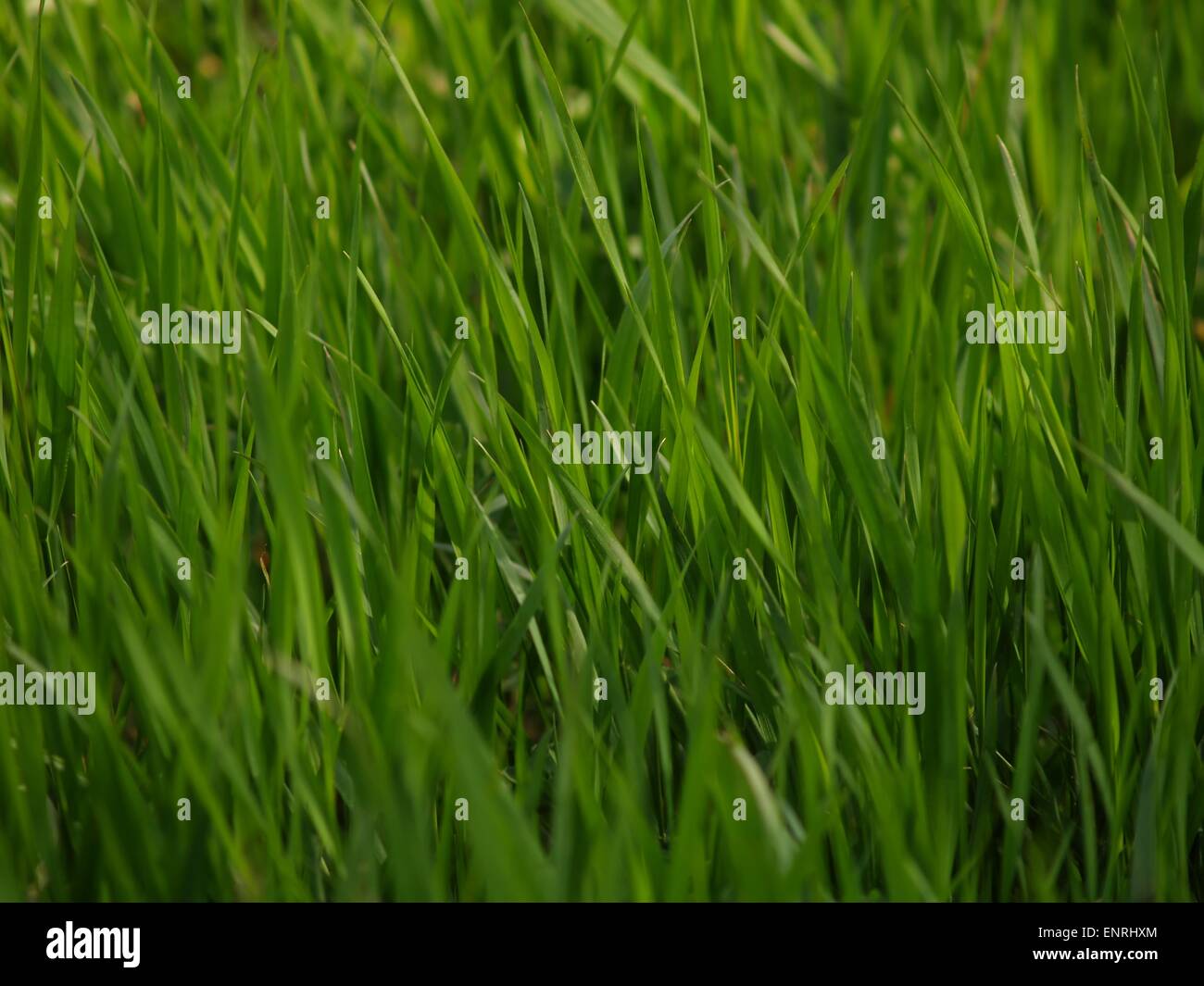 L'herbe verte d'une prairie Banque D'Images