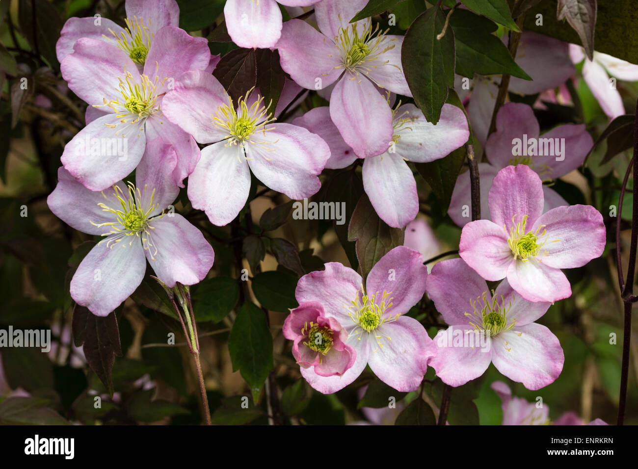 La fin du printemps fleurs de la forêt décidue, grimpeur, Clematis montana 'Wee Willie Winkie' Banque D'Images