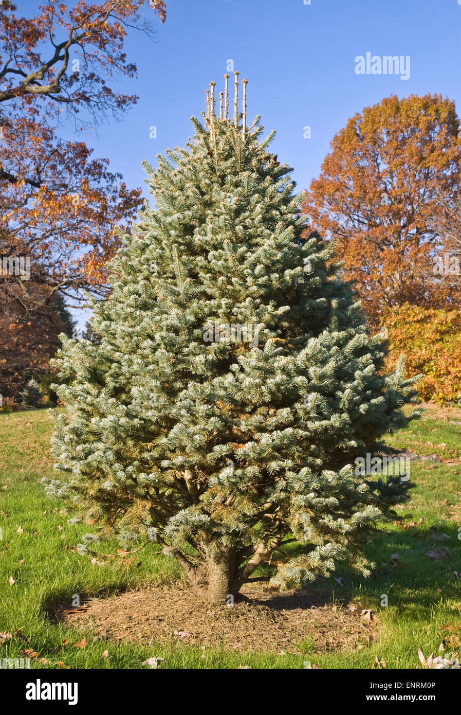 ABIES LASIOCARPA VAR. ARIZONICA 'COMPACTA' Banque D'Images