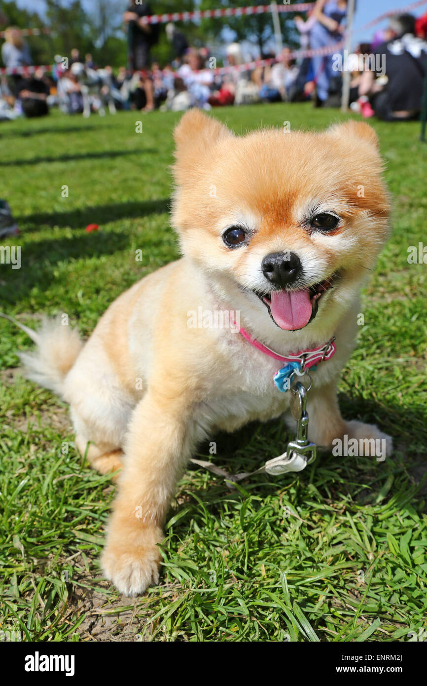 Londres, Royaume-Uni. 10 mai 2015. Toya la tasse de Pomereranian au Tous les chiens Question Grande Écorce d'Hampstead Dog Show 2015, Hampstead Heath, Londres dans l'aide de trouver des foyers pour les chiens de sauvetage. Le dog show qui cherche à trouver le meilleur chien de sauvetage, la meilleure et la plus mignonne des chiens oldie est jugé par un éventail de juges célébrité et sont indispensables au fonctionnement de l'argent pour l'organisme de bienfaisance. Crédit : Paul Brown/Alamy Live News Banque D'Images