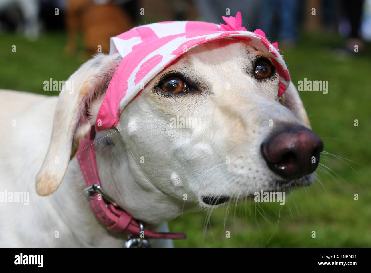 Londres, Royaume-Uni. 10 mai 2015. Ameera adore son chapeau rose à la question tous les chiens Grande Écorce d'Hampstead Dog Show 2015, Hampstead Heath, Londres dans l'aide de trouver des foyers pour les chiens de sauvetage. Le dog show qui cherche à trouver le meilleur chien de sauvetage, la meilleure et la plus mignonne des chiens oldie est jugé par un éventail de juges célébrité et sont indispensables au fonctionnement de l'argent pour l'organisme de bienfaisance. Crédit : Paul Brown/Alamy Live News Banque D'Images