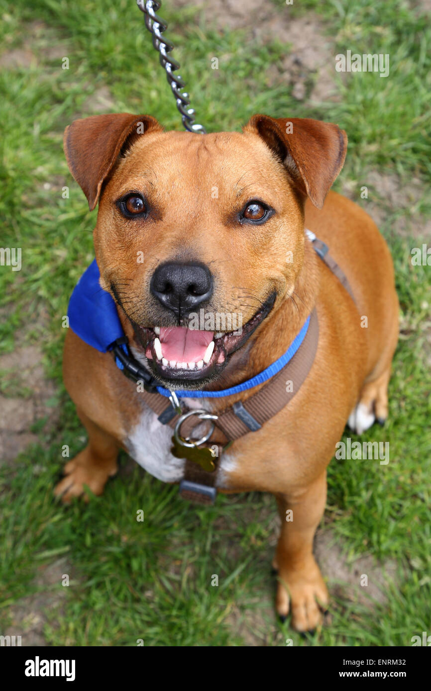 Londres, Royaume-Uni. 10 mai 2015. Annie le Staffie Cross, qui a pris la deuxième place dans la catégorie golden oldies à la question tous les chiens Grande Écorce d'Hampstead Dog Show 2015, Hampstead Heath, Londres dans l'aide de trouver des foyers pour les chiens de sauvetage. Le dog show qui cherche à trouver le meilleur chien de sauvetage, la meilleure et la plus mignonne des chiens oldie est jugé par un éventail de juges célébrité et sont indispensables au fonctionnement de l'argent pour l'organisme de bienfaisance. Crédit : Paul Brown/Alamy Live News Banque D'Images
