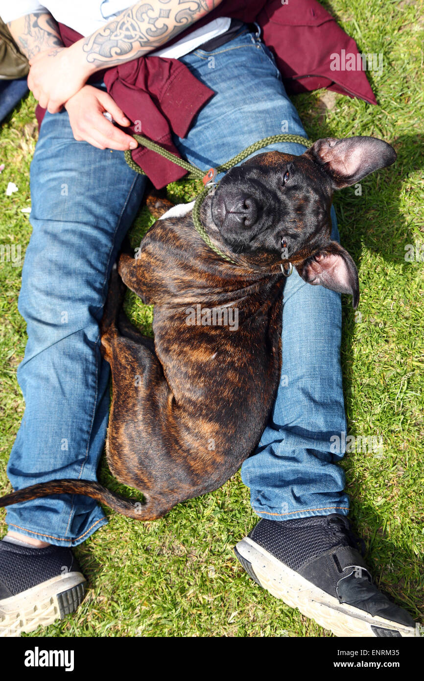Londres, Royaume-Uni. 10 mai 2015. Oscar le Staffie Whippet cross se détend à la question tous les chiens Grande Écorce d'Hampstead Dog Show 2015, Hampstead Heath, Londres dans l'aide de trouver des foyers pour les chiens de sauvetage. Le dog show qui cherche à trouver le meilleur chien de sauvetage, la meilleure et la plus mignonne des chiens oldie est jugé par un éventail de juges célébrité et sont indispensables au fonctionnement de l'argent pour l'organisme de bienfaisance. Crédit : Paul Brown/Alamy Live News Banque D'Images