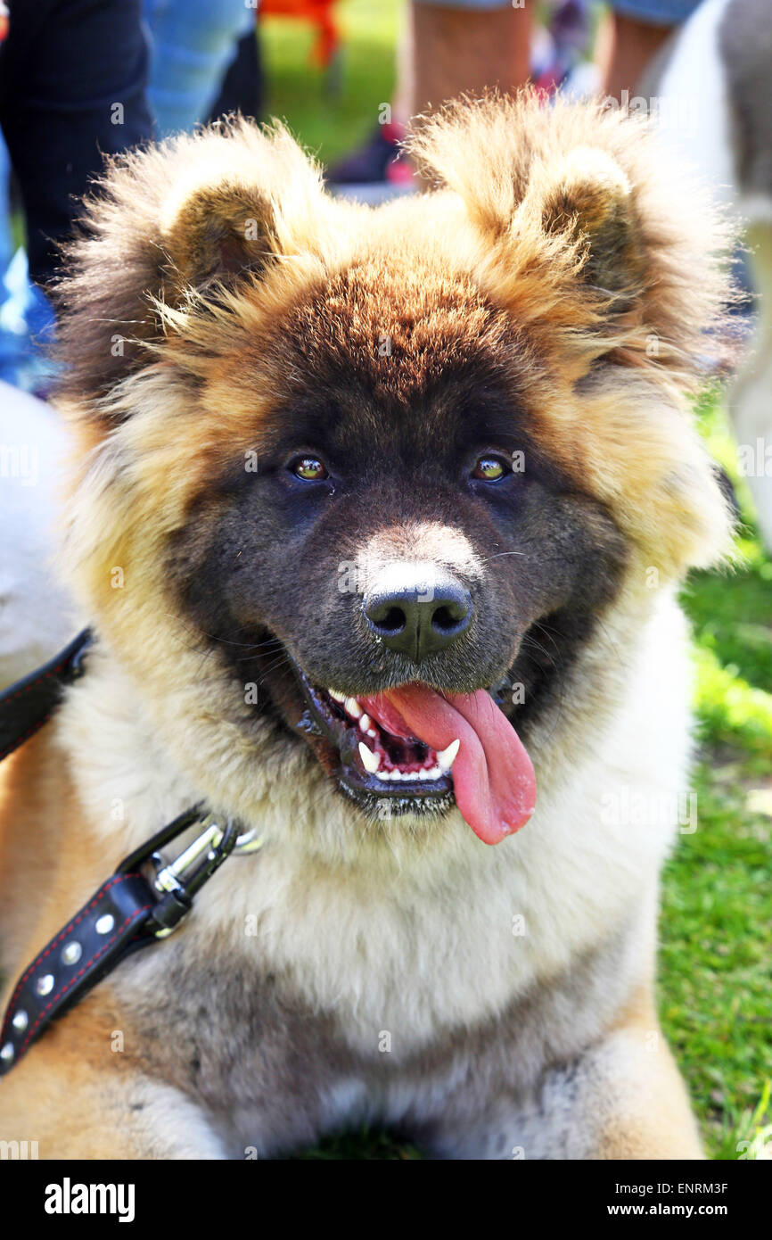 Londres, Royaume-Uni. 10 mai 2015. L'Yuko Akita japonais aux cheveux longs à la question tous les chiens Grande Écorce d'Hampstead Dog Show 2015, Hampstead Heath, Londres dans l'aide de trouver des foyers pour les chiens de sauvetage. Le dog show qui cherche à trouver le meilleur chien de sauvetage, la meilleure et la plus mignonne des chiens oldie est jugé par un éventail de juges célébrité et sont indispensables au fonctionnement de l'argent pour l'organisme de bienfaisance. Crédit : Paul Brown/Alamy Live News Banque D'Images