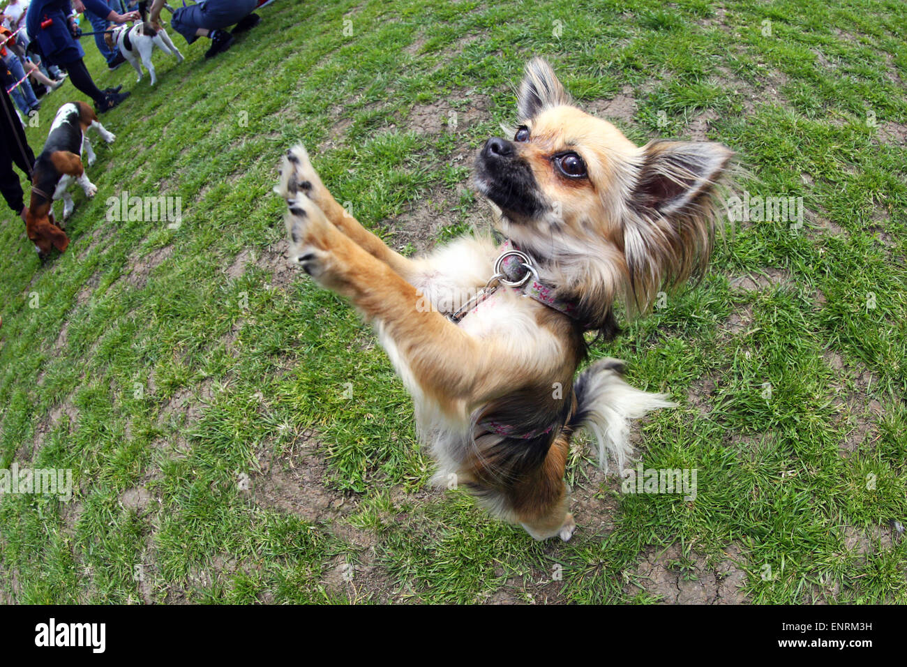 Londres, Royaume-Uni. 10 mai 2015. Cookie le Long haired Chihuahua, à la grande question Tous les chiens Écorce d'Hampstead Dog Show 2015, Hampstead Heath, Londres dans l'aide de trouver des foyers pour les chiens de sauvetage. Le dog show qui cherche à trouver le meilleur chien de sauvetage, la meilleure et la plus mignonne des chiens oldie est jugé par un éventail de juges célébrité et sont indispensables au fonctionnement de l'argent pour l'organisme de bienfaisance. Crédit : Paul Brown/Alamy Live News Banque D'Images