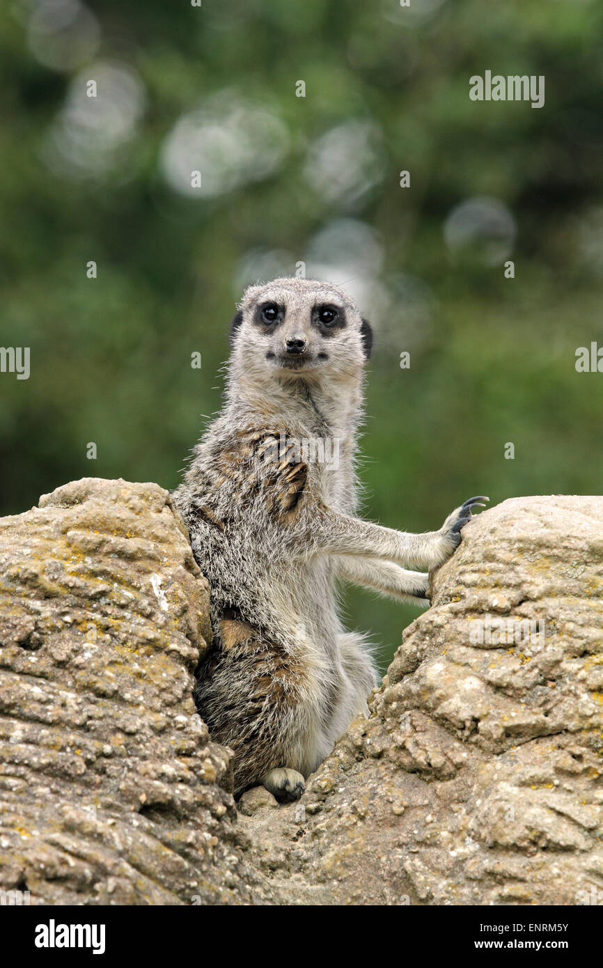 Meerkat (Suricata suricatta) - aka - Suricate un membre de la famille des mangoustes Banque D'Images
