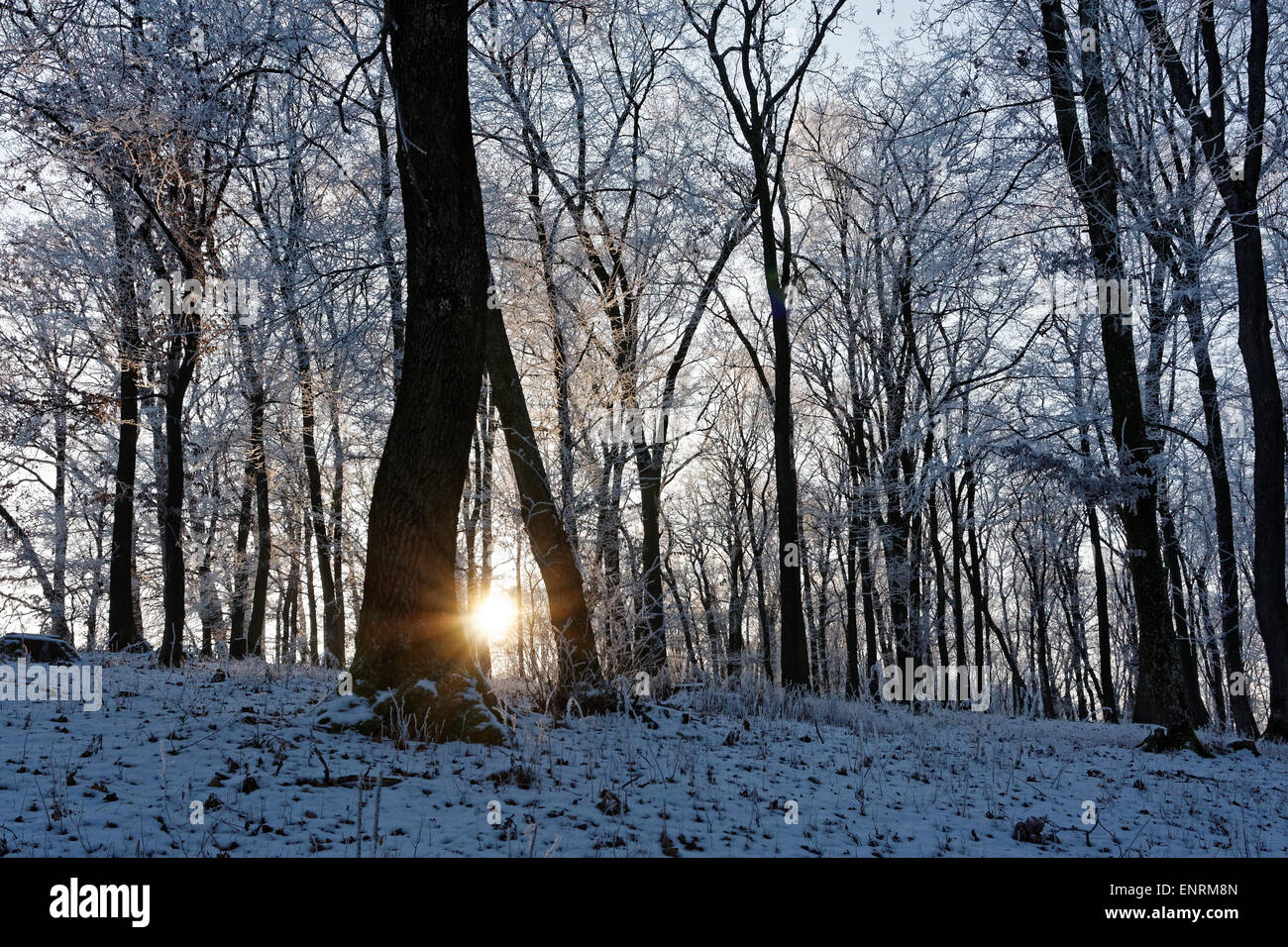 Forêt gelée hiver soleil Banque D'Images
