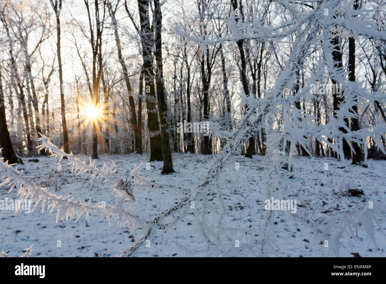 Forêt gelée hiver soleil Banque D'Images