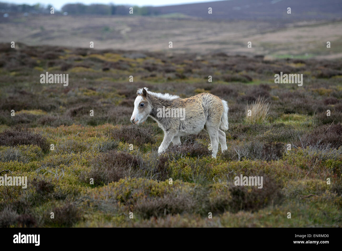 Wild woman poneys sur le long Mynd Hills dans le Shropshire England Uk Banque D'Images