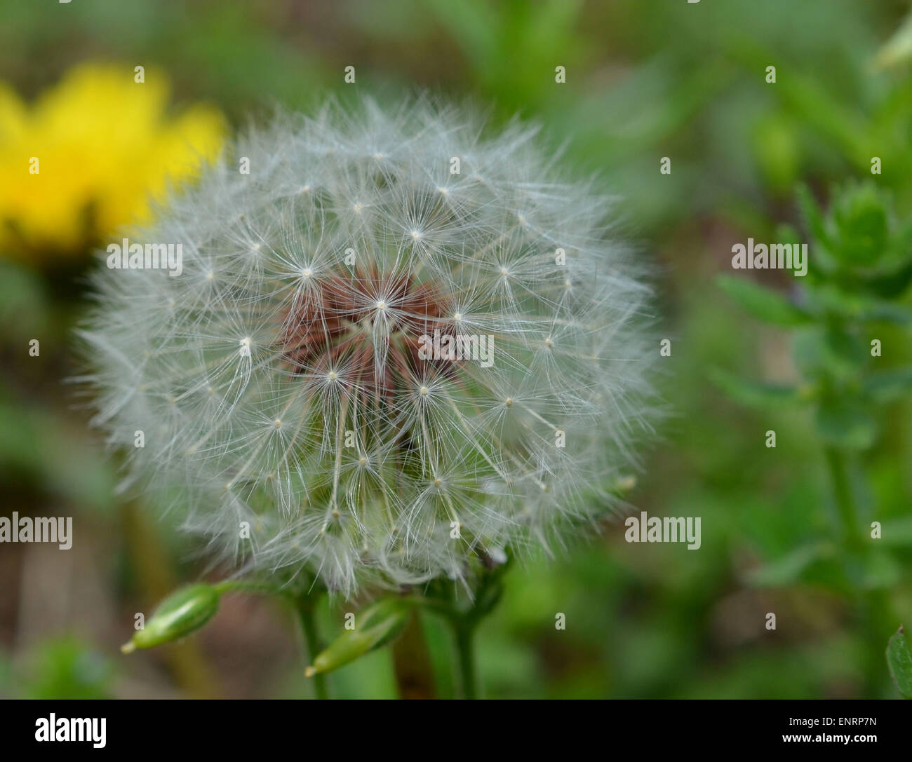 Le pissenlit graines de mauvaises herbes en fleurs, dans un cadre naturel en plein air Banque D'Images