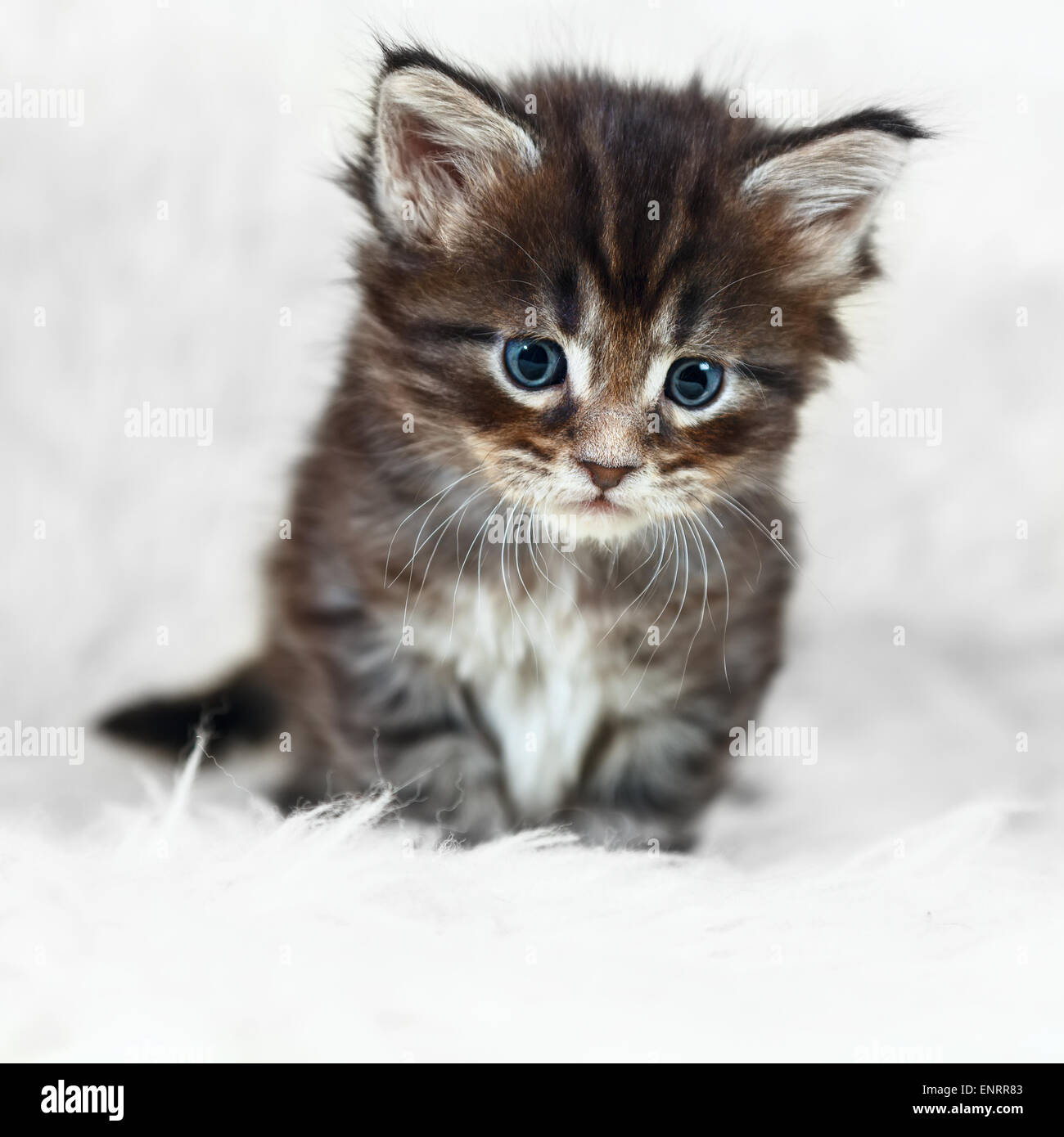 Petit Chaton Maine Coon Gris Aux Yeux Bleus Posant Sur Fond