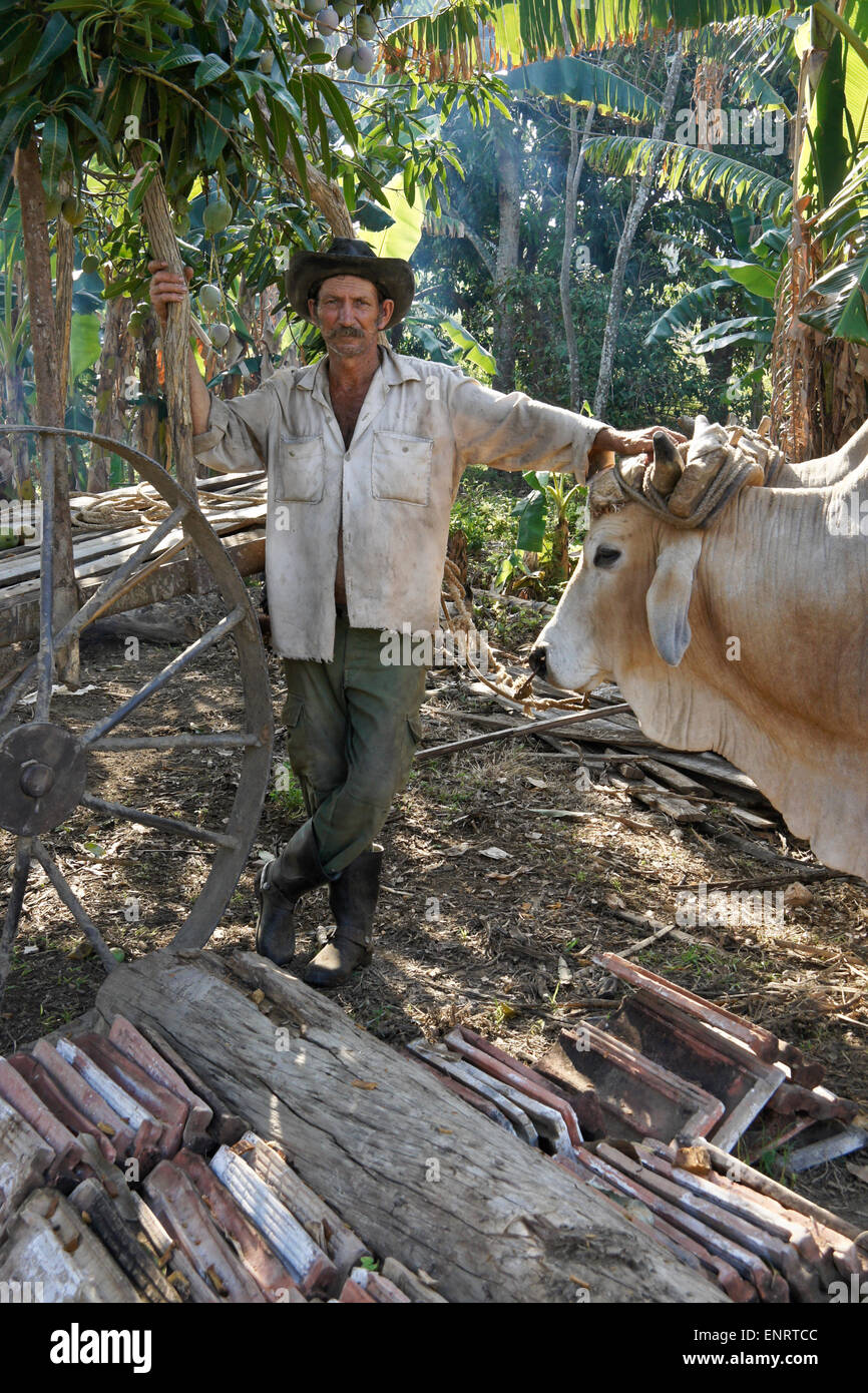 Agriculteur avec taureaux, Valle de los Ingenios (Vallée des moulins à sucre), Trinidad, Cuba Banque D'Images