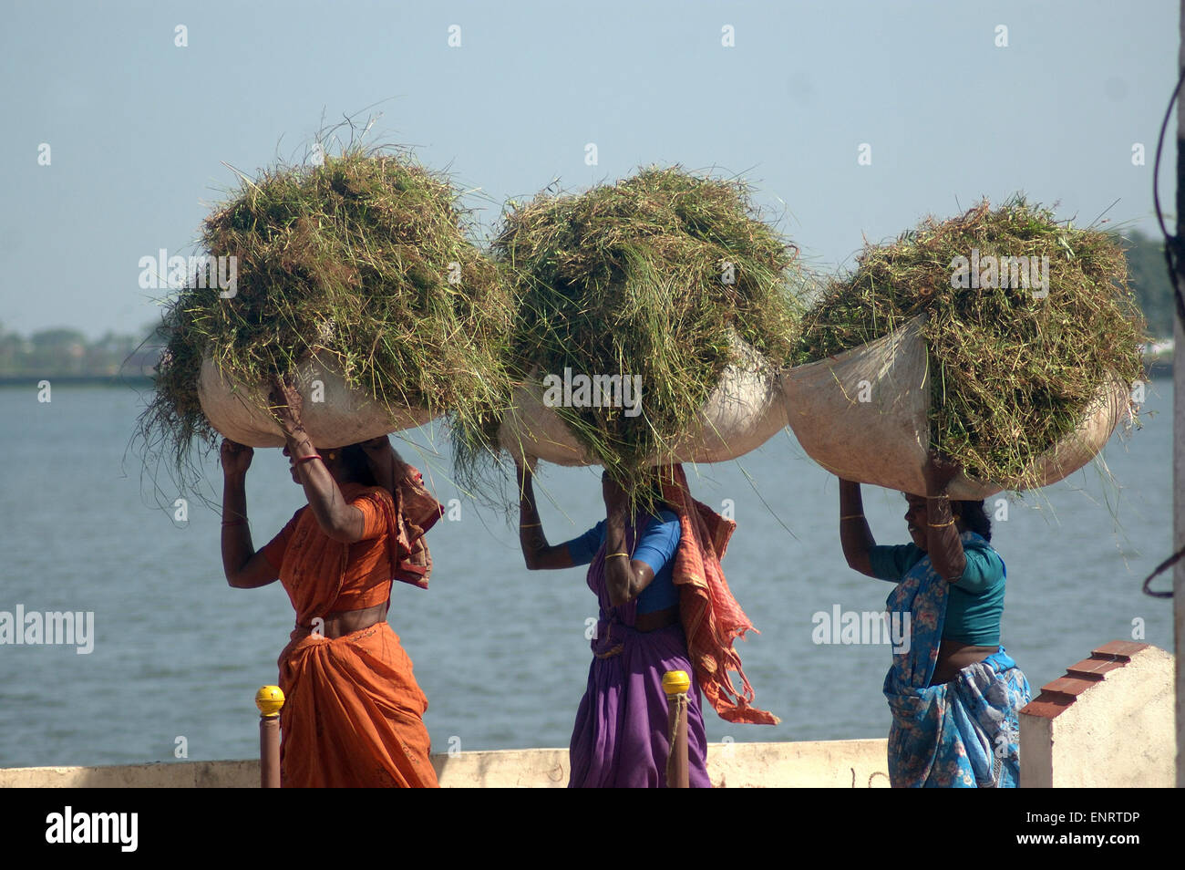 TAMIL Nadu, Inde, vers 2009 : une femme non identifiée du transport de charges d'herbe vers 2009 dans la région de Tamil Nadu, Inde. Banque D'Images
