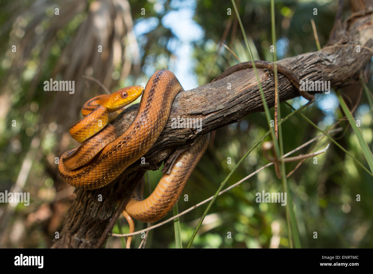 Serpent rat jaune l'ascension d'une vigne dans le sud de la Floride - Pantherophis alleghaniensis Banque D'Images