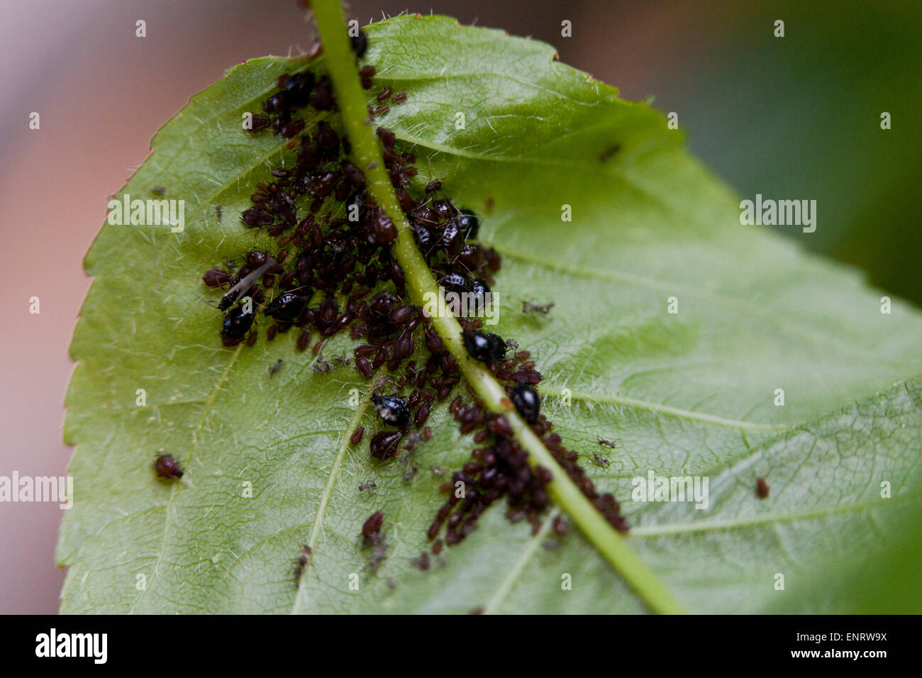 Puceron noir du cerisier (Myzus cerasi) colonie sur leaf - Maryland USA Banque D'Images