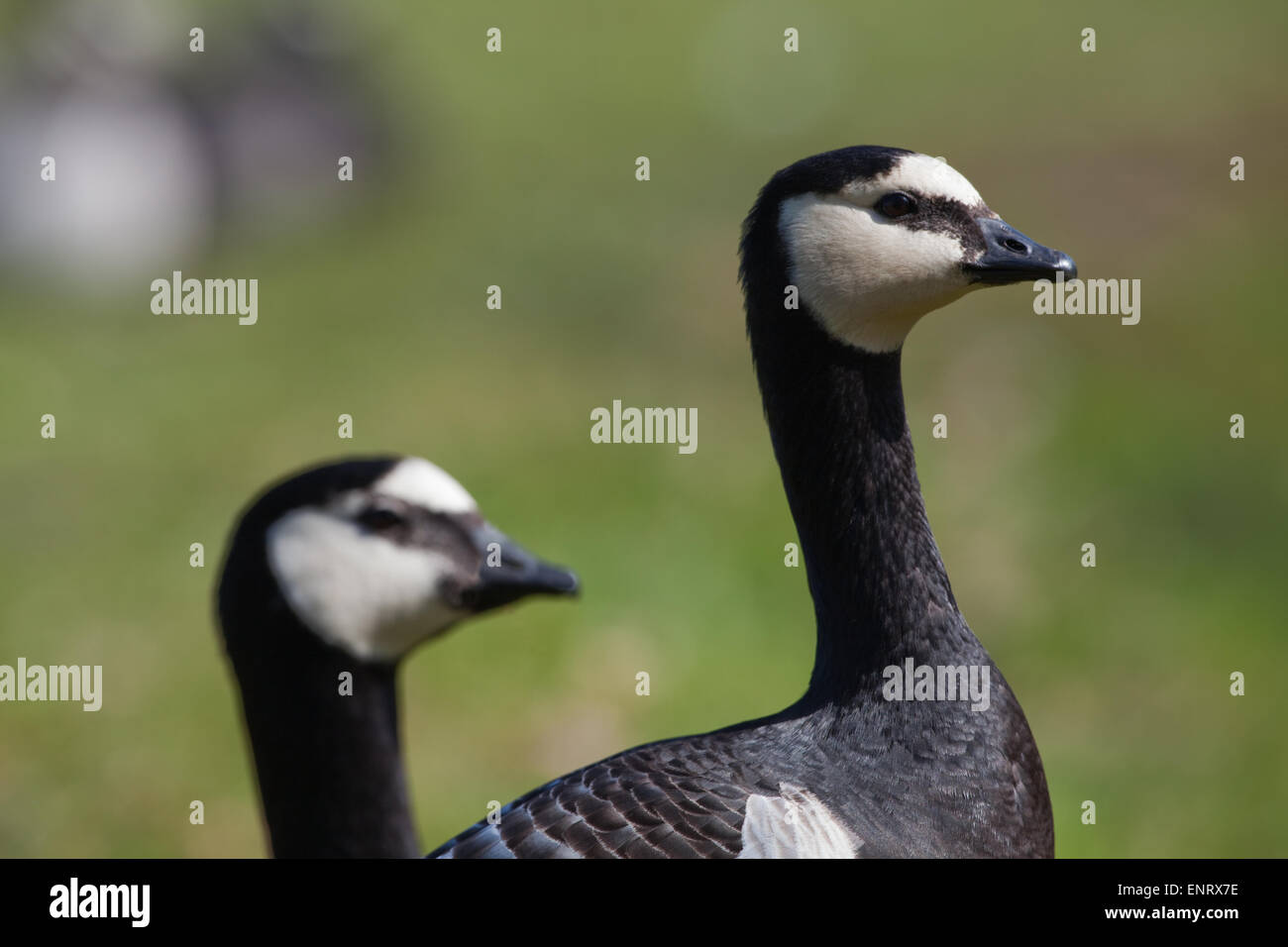 La Bernache nonnette (Branta leucopsis). Portrait. Son plumage d'adulte. Trois populations distinctes. Le Groenland, Spitzberg, reproduction de la Sibérie Banque D'Images