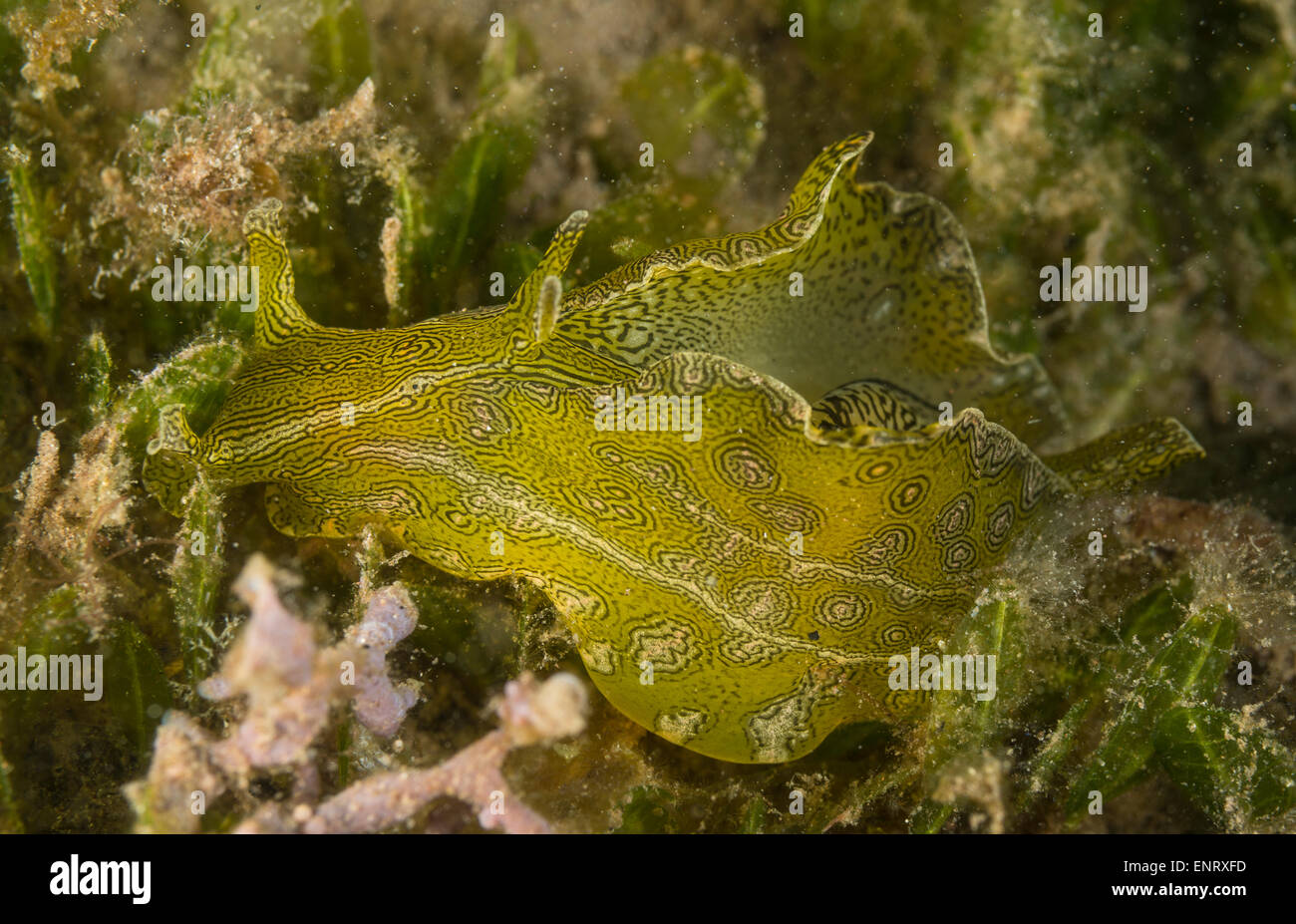Lièvre de mer Banque de photographies et d’images à haute résolution Alamy