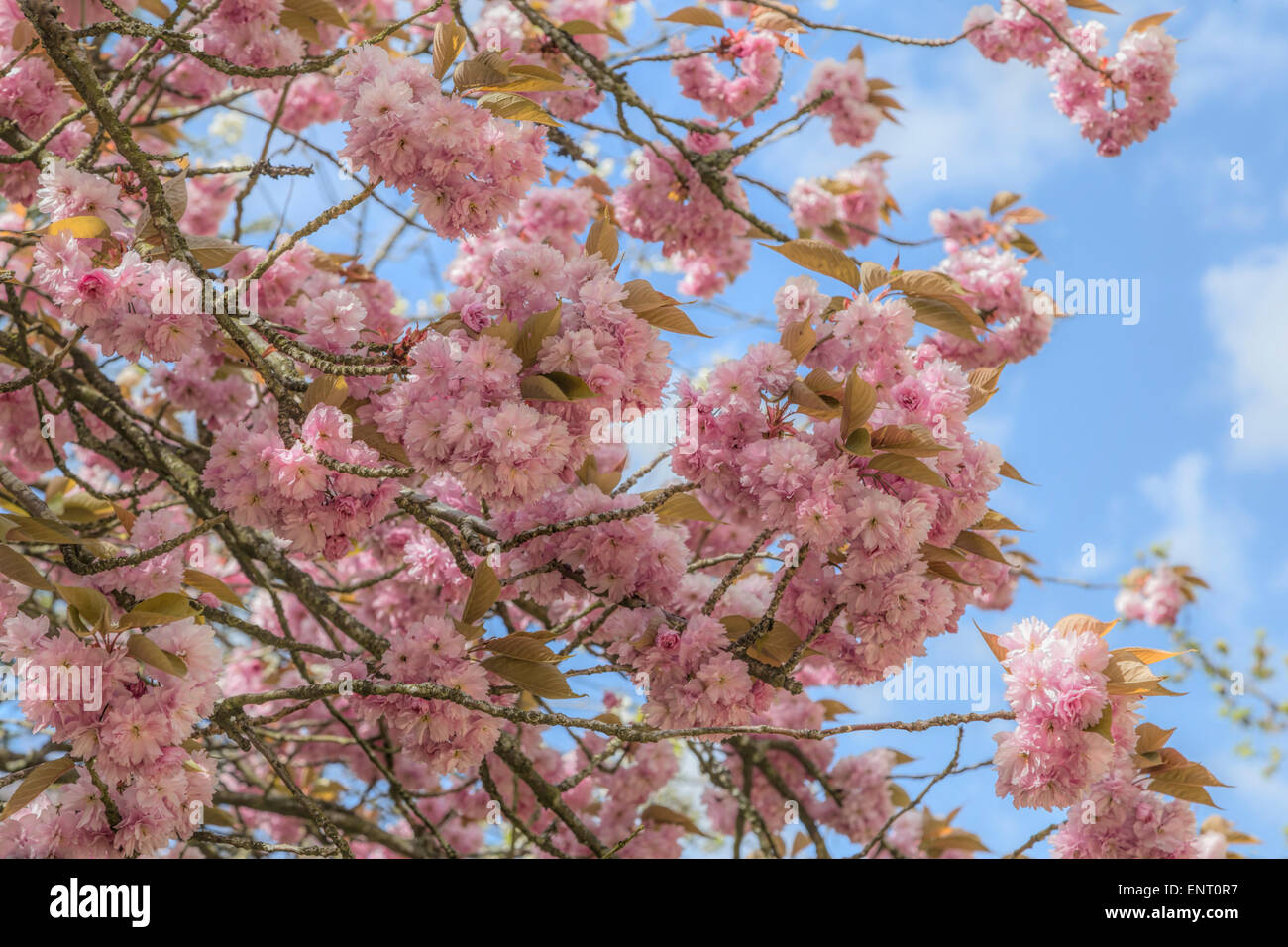 Fleurs de Prunus serrulata dans le parc qui entoure le Palais de Blenheim, Woodstock, Oxfordshire, Angleterre, Royaume-Uni. Banque D'Images