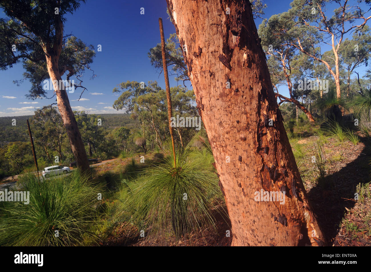 Sur les voitures de route à travers le parc boisé d'eucalyptus ouvert de John Forrest National Park, Darling Scarp, collines de Perth, Australie occidentale. Banque D'Images