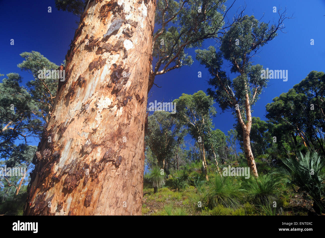 Bois d'eucalyptus ouvert de John Forrest National Park, Darling Scarp, collines de Perth, Australie occidentale Banque D'Images