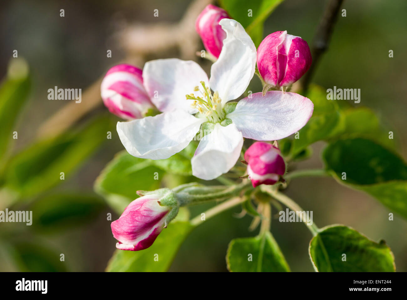 Apple Blossom de la variété 'Golden Delicious', Auer, Tyrol du Sud, Italie Banque D'Images