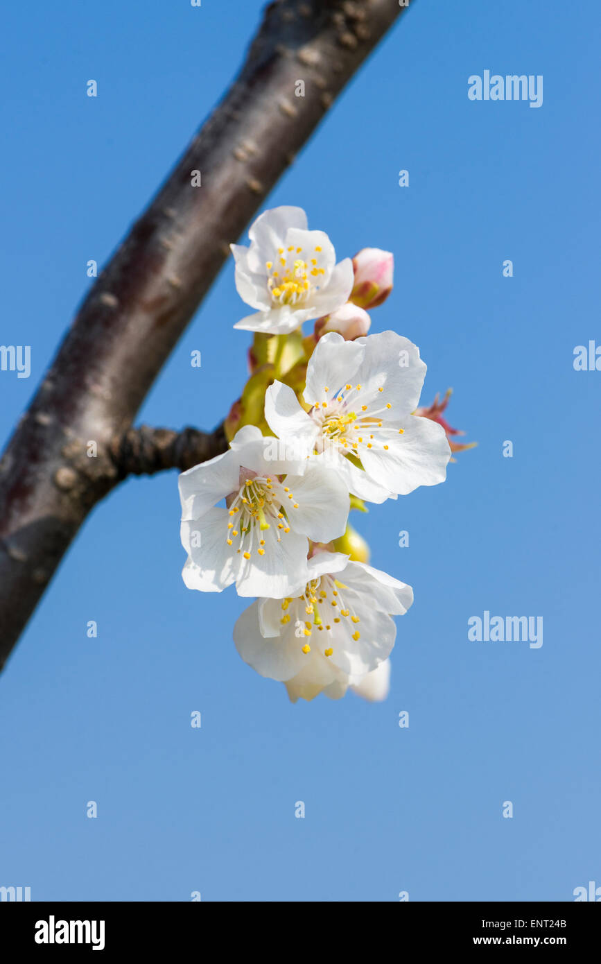 Les fleurs de cerisier, Cazzano di Tramigna, Vérone, Italie Banque D'Images