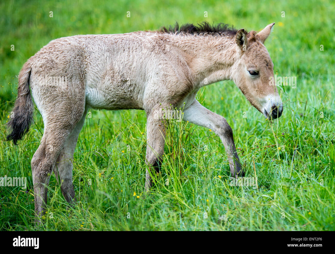 Poulain cheval Banque D'Images