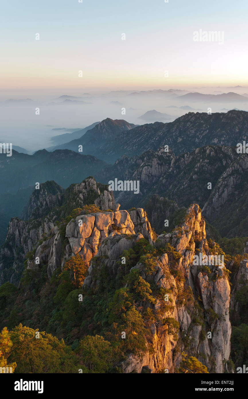 L'atmosphère du matin, brouillard, d'étranges rochers imposants et montagnes couvertes de quelques arbres, pins (Pinus Huangshan Banque D'Images
