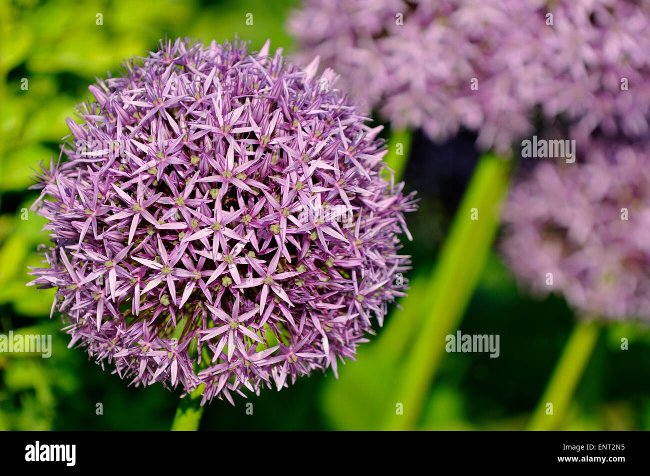 Oignon persan ou étoile de Perse (Allium cristophii), Nordrhein-Westfalen, Allemagne Banque D'Images