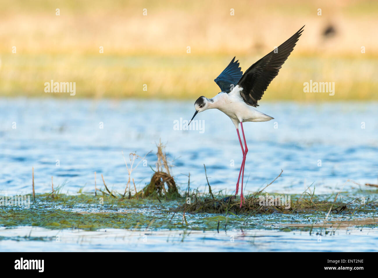 Black-winged Stilt (Himantopus himantopus) débarquement sur son nid, le lac de Neusiedl Parc National, Burgenland, Autriche Banque D'Images