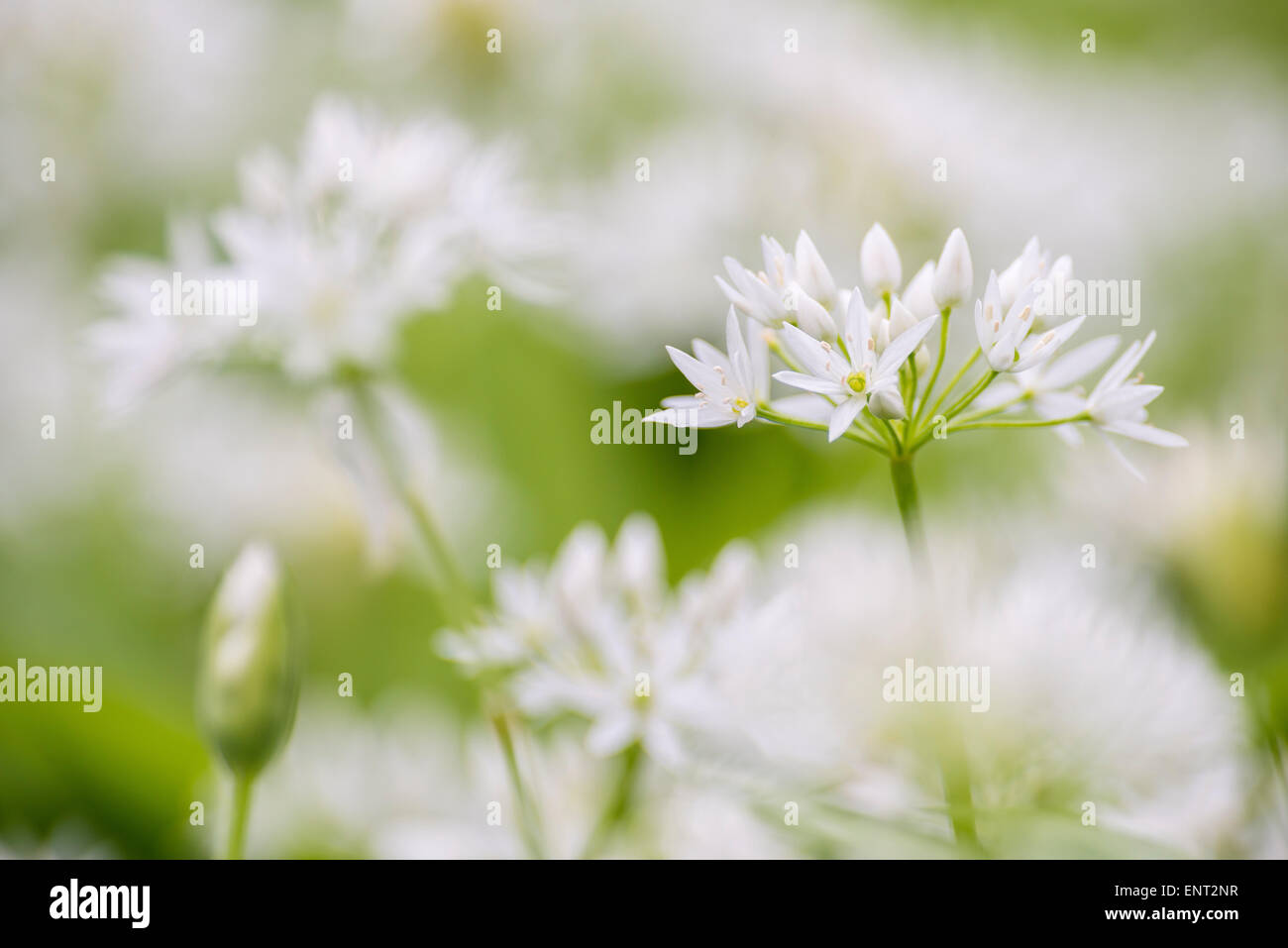 L'ail des ours (Allium ursinum), fleur Banque D'Images