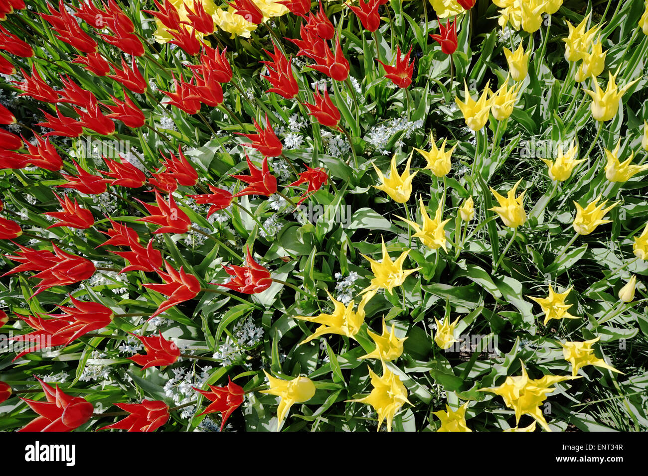 Les tulipes dans les jardins de Keukenhof, Hollande -1 Banque D'Images