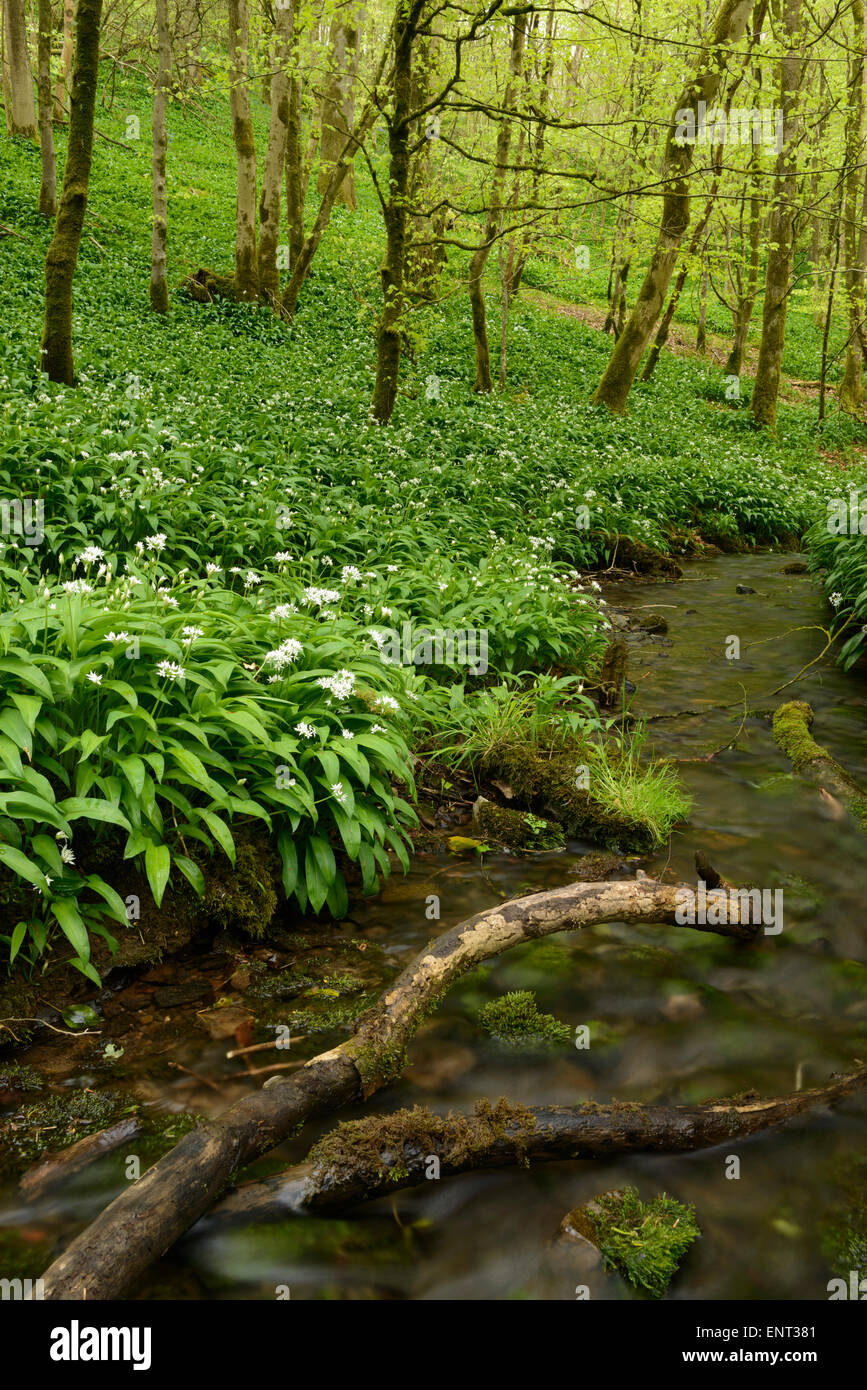 Ramsons autour de plus en plus d'un ruisseau qui traverse le bois Long à Cheddar, Somerset. Banque D'Images