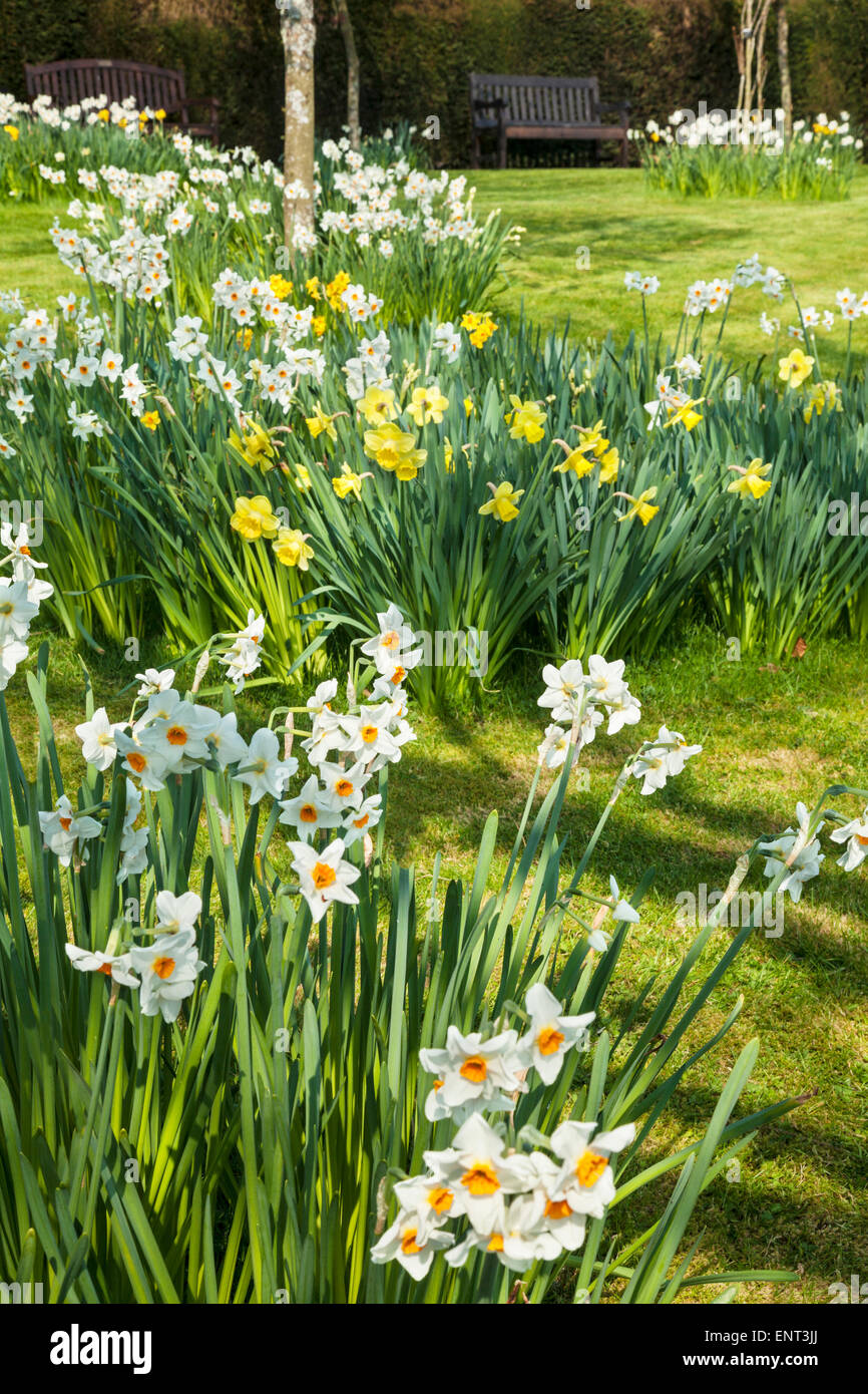 Les jonquilles dans le jardin de printemps au Bowood Estate dans le Wiltshire. Banque D'Images