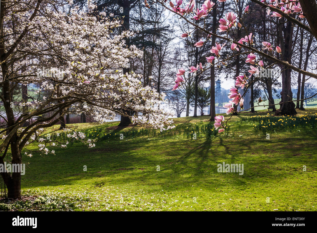 Magnolia fleurs à Bowood House dans le Wiltshire. Banque D'Images