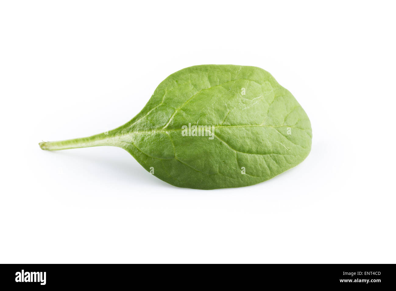 Feuilles d'épinards vert sur fond blanc Banque D'Images