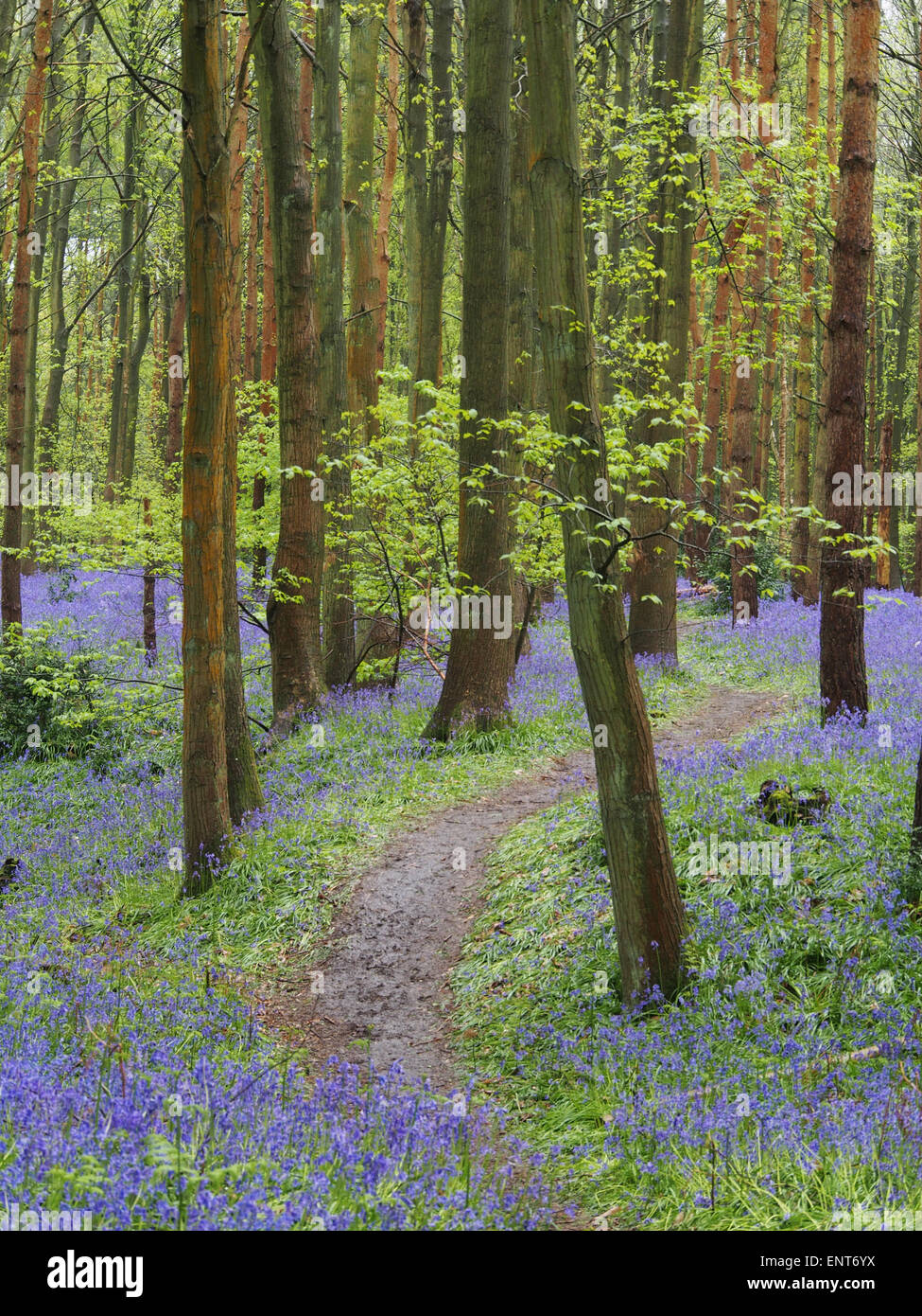 Bluebell woods près de Henley in Arden, Warwickshire. English Bluebells Banque D'Images