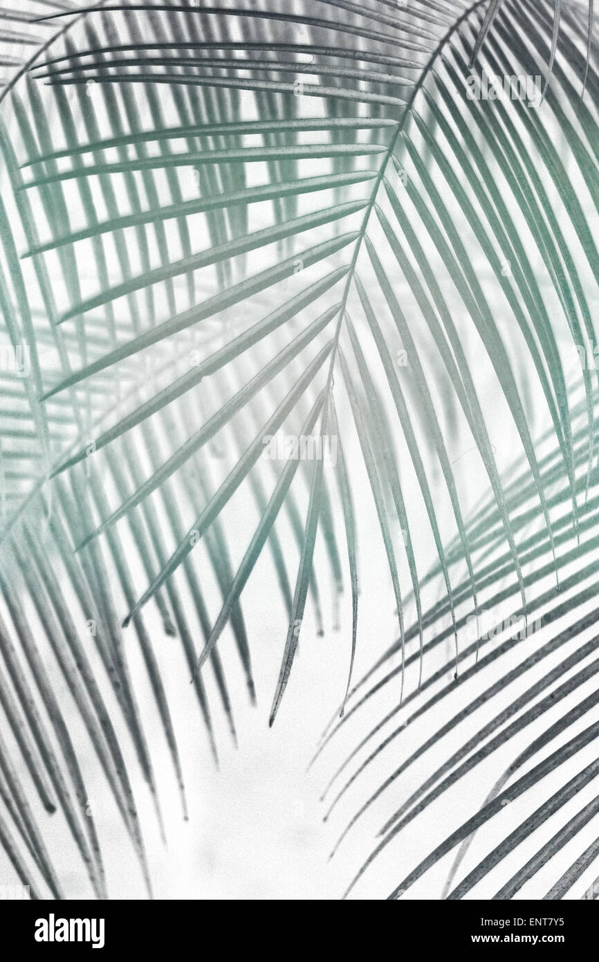 Feuilles de palmier vert Banque D'Images
