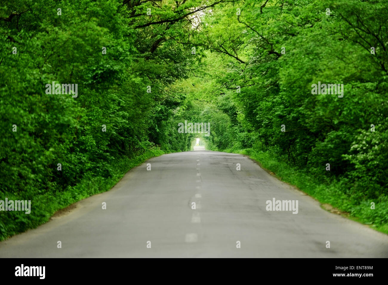 Vide route asphaltée à deux voies à travers une forêt qui ressemble à un tunnel d'arbres Banque D'Images