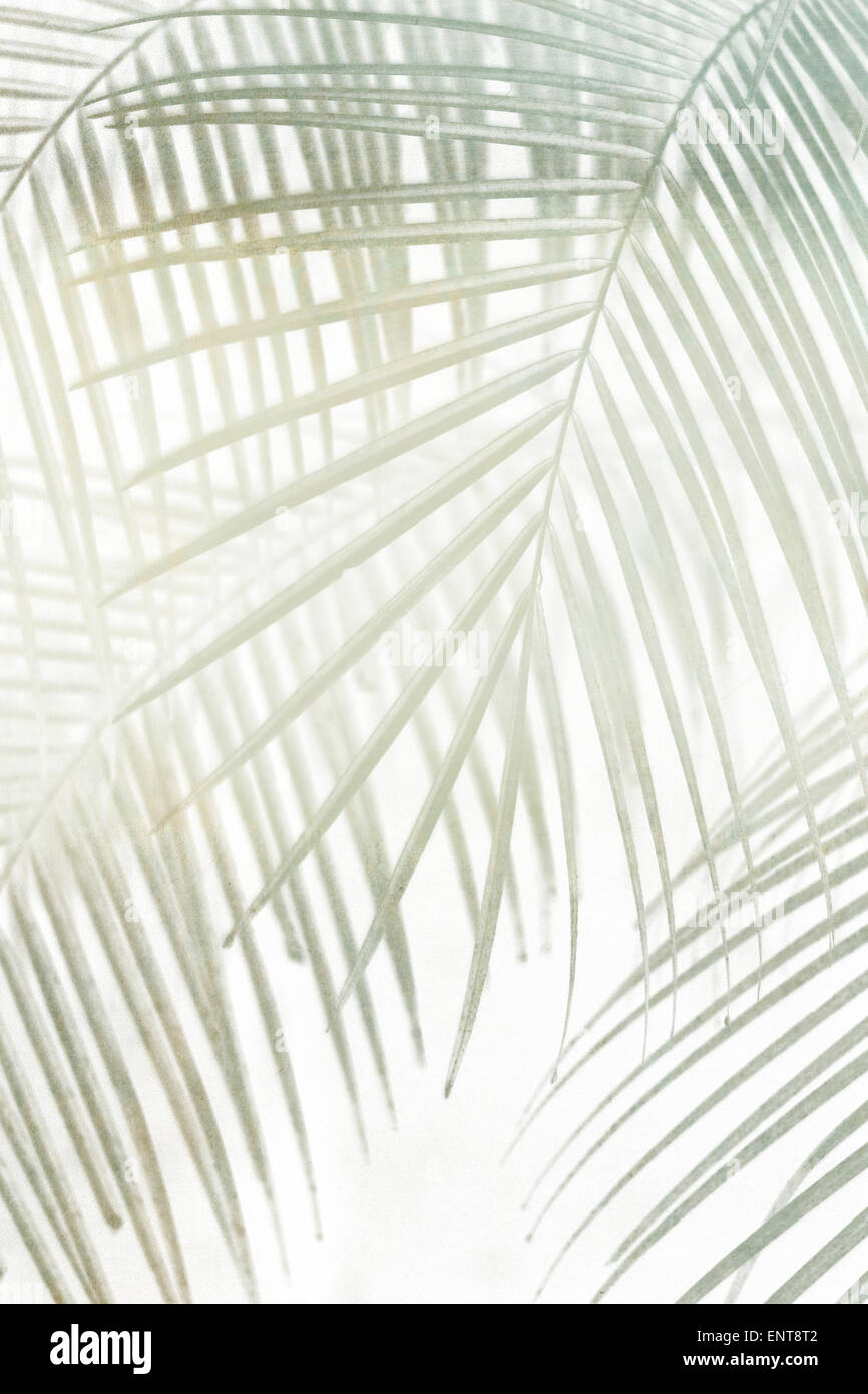 Les feuilles de palmier - contexte Banque D'Images