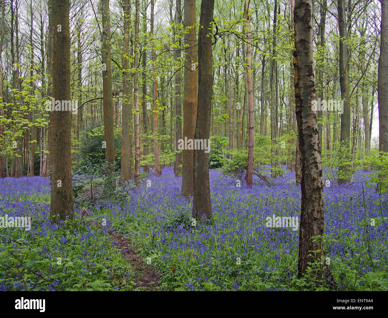 Bluebell woods près de Henley in Arden, Warwickshire. English Bluebells Banque D'Images