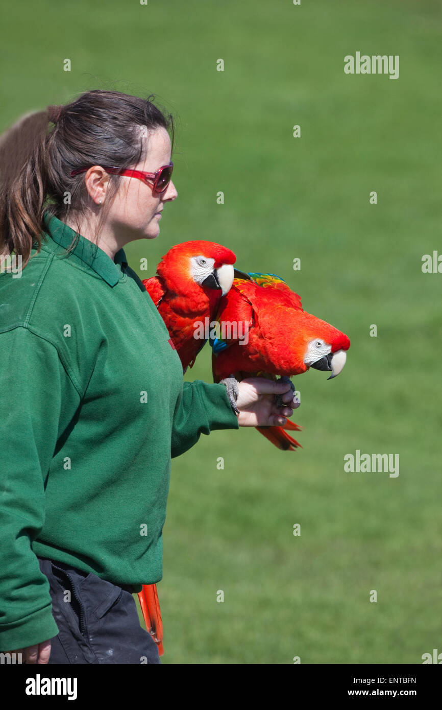 Présentateur de vol libre formés aras rouges (Ara macao), à la visite de membres du public et les visiteurs. Le zoo de Whipsnade. Banque D'Images