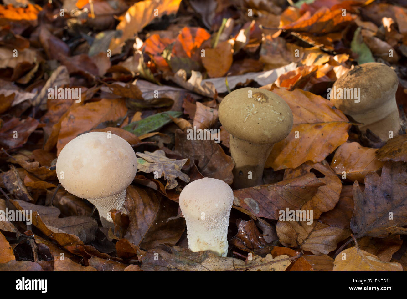 À tige longue, Beutelbovist Beutel-Stäubling, Vesse, Sackbovist, Lycoperdon Calvatia excipuliformis excipuliforme, Banque D'Images