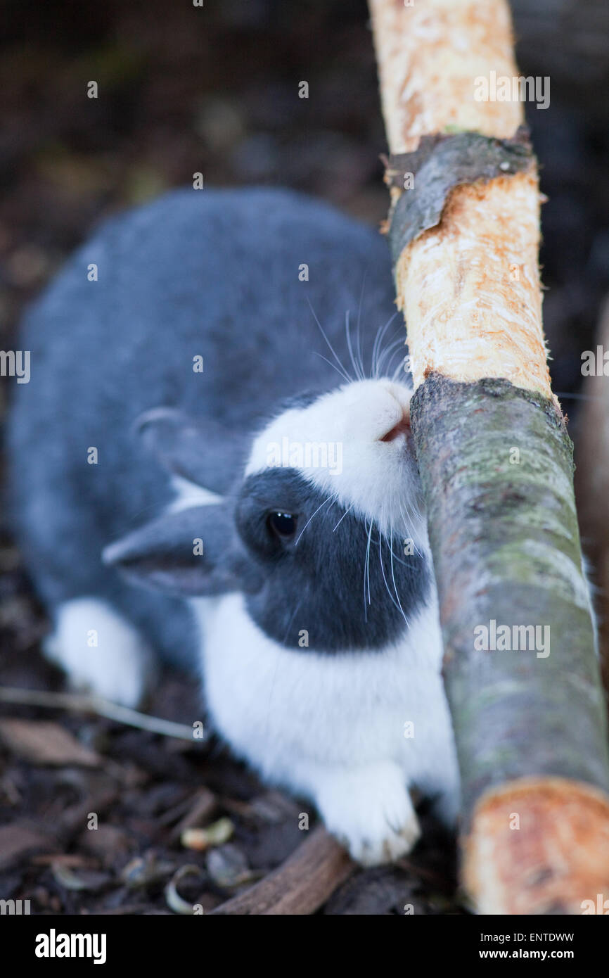 Lapin (Oryctolagus cuniculus). 'Bleu' néerlandais race domestique, animal de mastication ou d'une écorce de rongement arbre log fourni. Banque D'Images