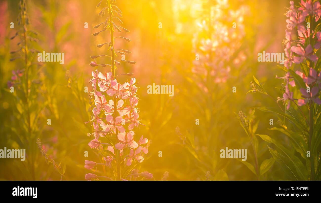 Rosebay Willowherb rétro-éclairé par la lumière du soleil fleurs sauvages dans une prairie dans le Parc Forestier de Galloway, Scotland, UK en été à l'aube Banque D'Images